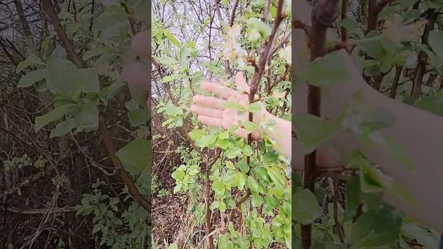 заброшеная псих-больница
часть 1