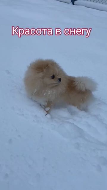 Милый, любимый шпицулик❤ Шпиц померанский порода уникальная 🥰 #шпиц, #видеоссобаками, #краснодар смотреть онлайн