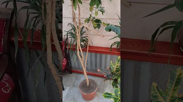 Зимний сад в санатории Пралеска. #зимнийсад смотреть онлайн