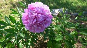 Очаровательный пион "Ветеран" отечественной селекции