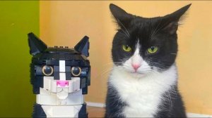 СМЕШНЫЕ КОТЫ 2025 ЛУЧШИЕ ПРИКОЛЫ С КОТАМИ, КОШКИ, КОТИКИ, СОБАЧКИ, СМЕШНОЕ ВИДЕО