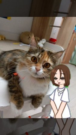 гача/мем/с моей кошкой