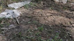 25.04.2025.Ляховский лес. Балаговский лес. Домодедово. Прогулка по лесу. Обзор реки Востеша. Часть 4