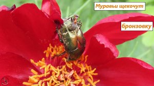 Муравьи щекочут бронзовку. Цветёт степной пион тонколистный. 25.04.25