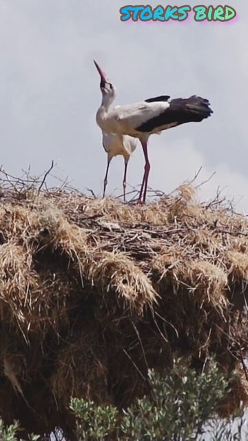 Storks in Nest Against Skyshortsnature short videoyoutubeshorts...