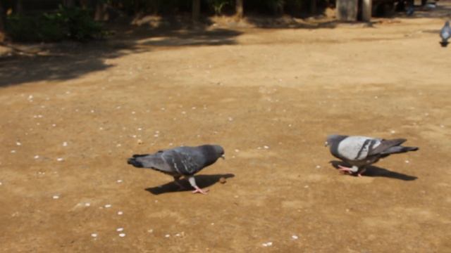 Япония. Просто тихий полдень в парке смотреть онлайн