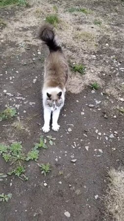 Мачо каждое утро встречает и бежит вперед меня за угощением