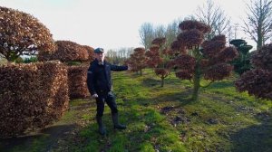 Privacy trees, trees that hold their leaves in winter | Tree vlog #34