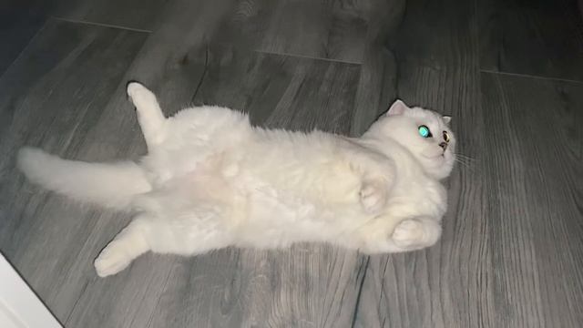 Кошка знает единственную команду смотреть онлайн