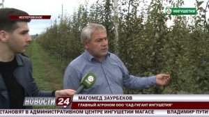 "Сад - гигант Ингушетия" собирает урожай.