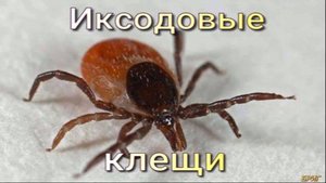 Иксодовые клещи