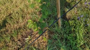 30.06.2022 глифосат против фундука и павловнии