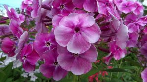 Флокс ВАСИЛИСА | обзор, описание, цветение, отзыв.