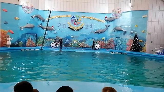 Алушта дельфинарий Акварель