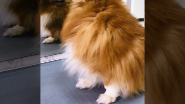 Стрижка Шпица