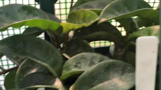 PART 1: Update Hoya Collection 2021- 70++ Hoya plants: What’s uncommon and expensive? #106 смотреть онлайн
