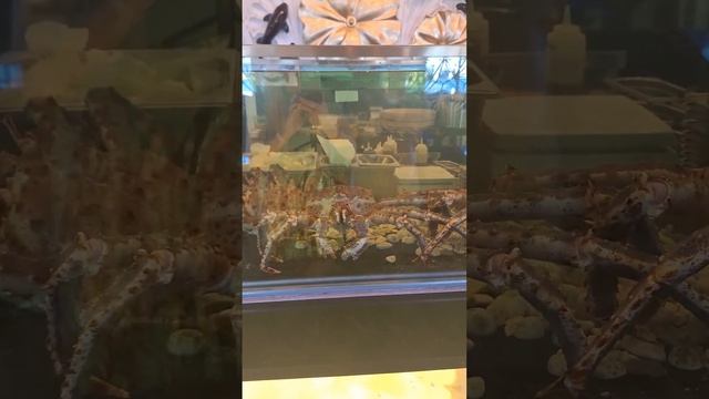 Мы отправились в ресторан "Кристалл" - шикарное трехэтажное заведение! смотреть онлайн