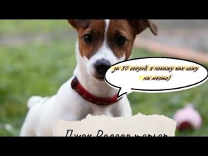 Джек Рассел терьер за 30 секунд