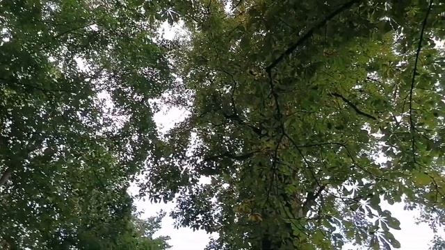 Чехия🇨🇿Карловы Вары🤗Влог🌻Закупка🛒26/10/23#влог#закупка#карловывары#чехия смотреть онлайн