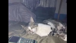 "Девятая жизнь" на стихи Михаила Афонина.mp4