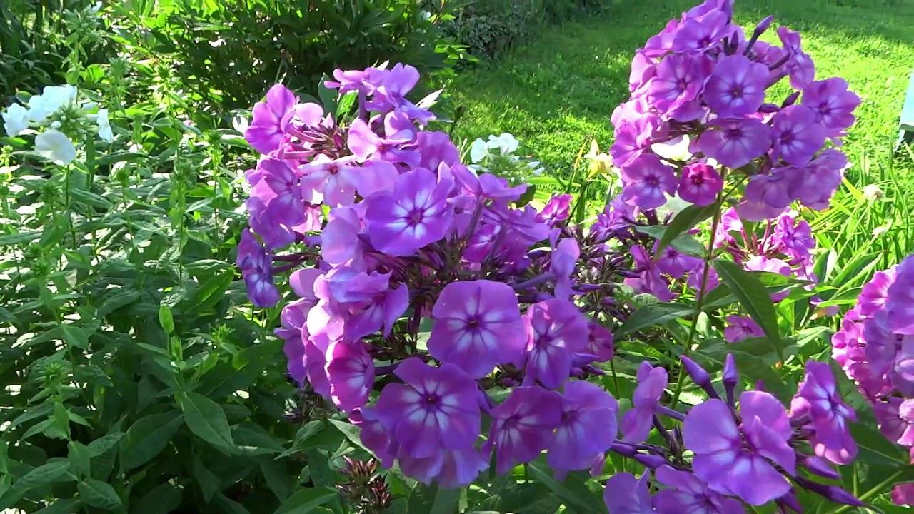 Флокс ВЕРЕСКОВЫЙ МЕД - обзор, описание, цветение, отзыв.