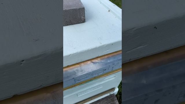 пчелы есть МЕДА НЕТ! #пасека #пчелы #мед #пчеловодство #улей #медосбор #соты #рамки #экопродукт #so смотреть онлайн