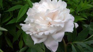 Пион МИСТЕР ФРАГОТ Mr. Fragot (Оригинатор неизвестен)