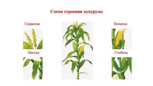 Злаковые растения