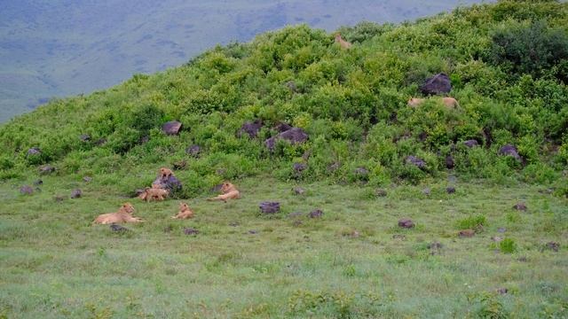 Львиный детский сад Нгоронгоро смотреть онлайн