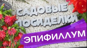 Эпифиллум - секреты ухода и выращивания в домашних условиях. Почему не цветет и желтеют листья.