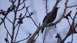 Чёрный дрозд.