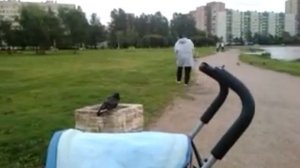 Голубь нападает на людей