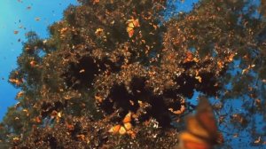 "Бабочки в душе". Видеоверсия.