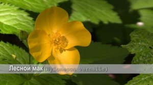 Лесной мак