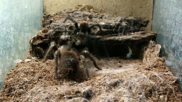 Pterinopelma sazimai - mating смотреть онлайн