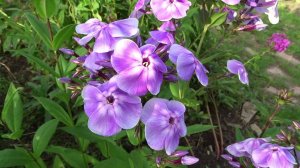 Флокс ВАСИЛЕК | обзор, описание, цветение, отзыв.