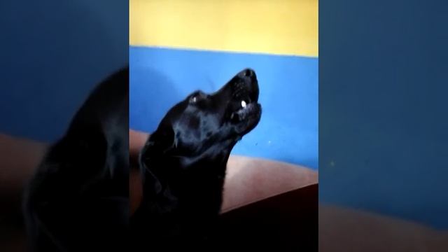 БУ-РА-ТИ-НООО ОТ ФИЛИ НЕСЧАСТНЫЙ СПАНИЭЛЬ...