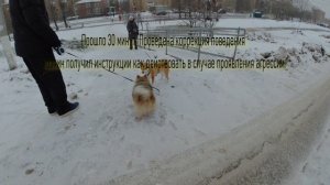 Коррекция поведения. Шпиц 2 года