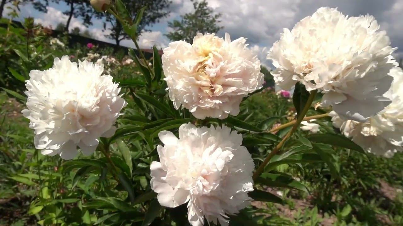 Полярная Звезда  - Харченко Е.Д., Тыран И.А., 1974 смотреть онлайн