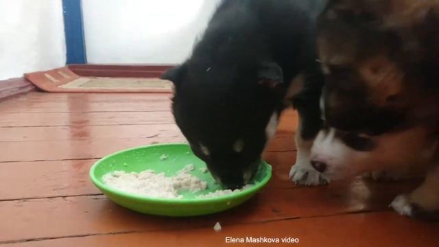 Layka puppies, Щенки лайки вкусно завтракают. Ненецкая лайка или оленегонный шпиц — пастушья собака