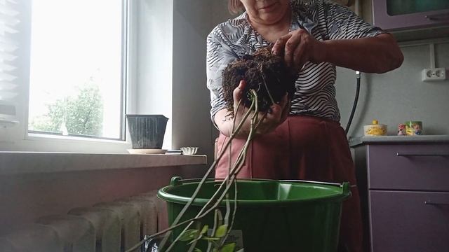 Первый раз сажаю голубику  в контейнер. смотреть онлайн