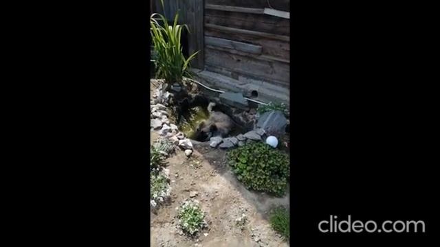 моя собака после речки купается в пруду 🤣🤣🤣 смотреть онлайн
