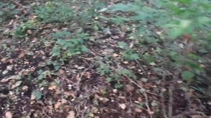 Фильм ужасов в лесу