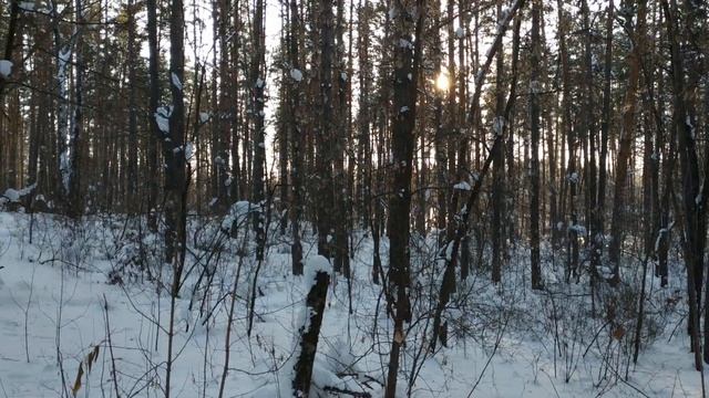 Кадр, лес смотреть онлайн