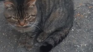 АИСТ И КОТ ВАСЬКА