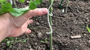 Ухаживаю за томатами и другими растениями в огороде часть (1)