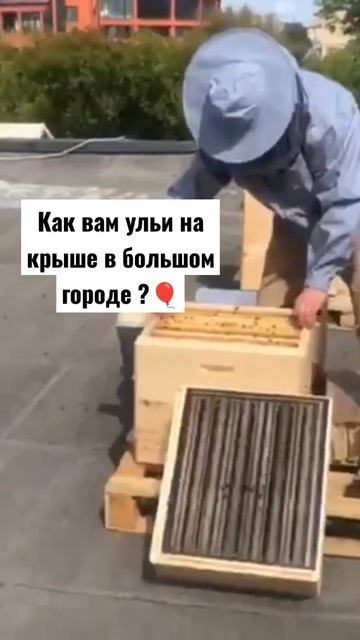 популярность городских пасек #пчеловодство #пчелопакеты #пчелы #пчелинаяматка #город #Москва смотреть онлайн