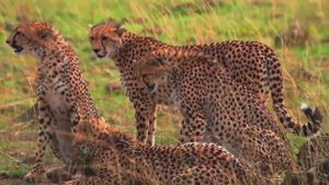 Африканская дикая природа в формате 8K HDR (Dolby Vision 4K Video ULTRA HD) | Животные Сафари