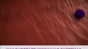 Реклама Actimel - вся правда об иммунитете