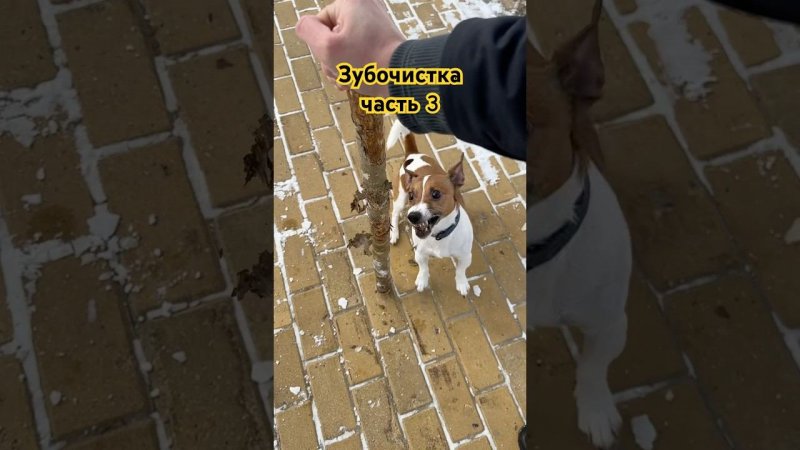 Зубочистка Честера \ часть 3 #dog #собака #jackrussel #джекрасселтерьер #dogs #dogshorts #top